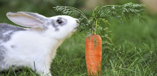 Bunnies (@rabbiteveryhour) on Twitter photo 