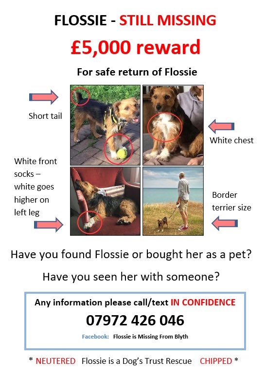 FindFlossie's tweet photo. Will this be the #weekend that #missing rescue dog Flossie comes home? 🐾🍀💕 Her banner is at #NewcastleRaces - will one of the race goers recognise her sweet face? #FindFlossie #BorderTerrier cross #GosforthPark £5,000 REWARD for Flossie’s safe return https://t.co/43I2BUJAHx https://t.co/p1TLTRiJjm