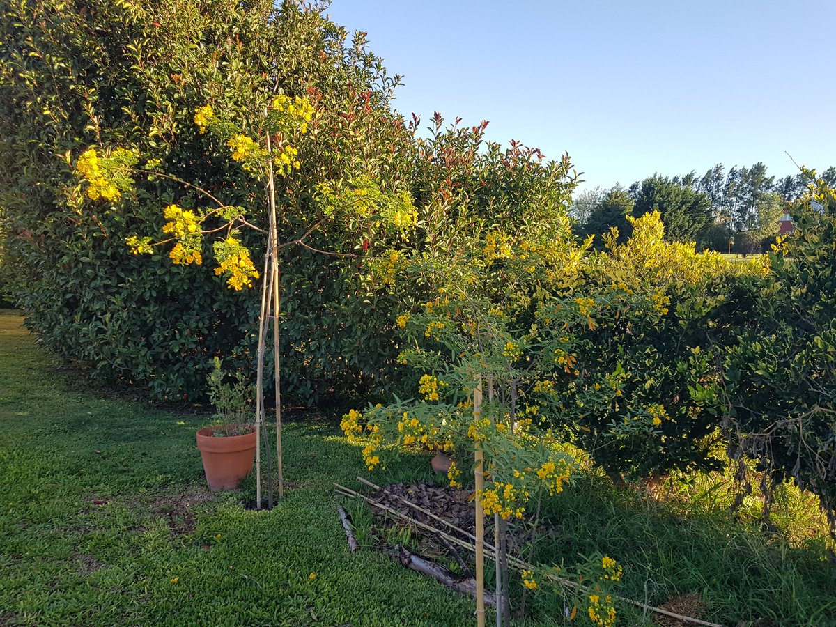 ferasegurado's tweet photo. Florecieron las #sendecampo #nativas del litoral 
#Oliveros #SantaFe 
Hijas del #ViveroElTala de @CesarMassi #Bigand https://t.co/EXUELS8UAP