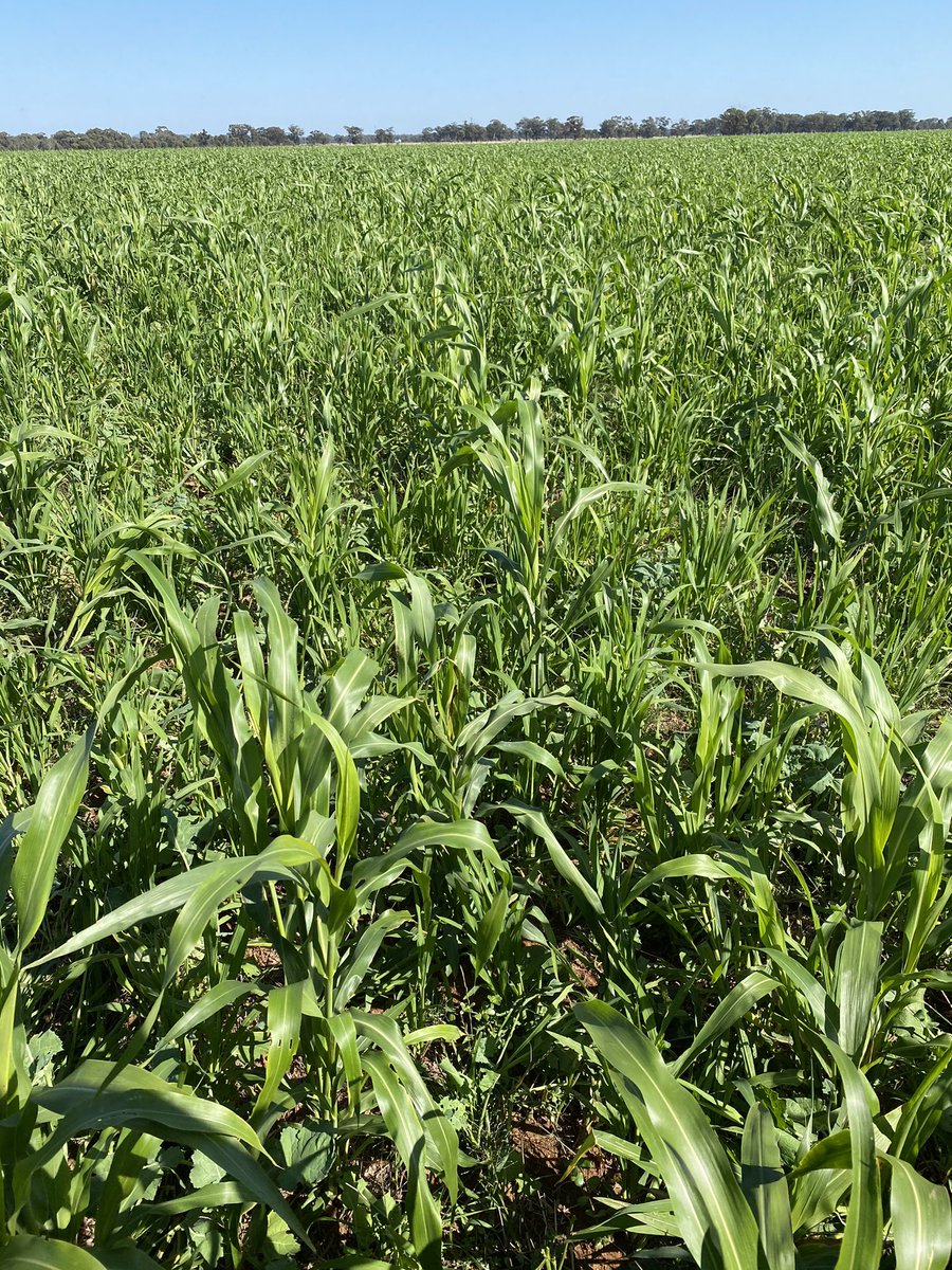 BrentRothacker's tweet photo. Winter canola with summer species here needed no irrigation this summer !
Get the benefit of extra grazing and diversity rather than monoculture canola https://t.co/K1dZGVHzBb