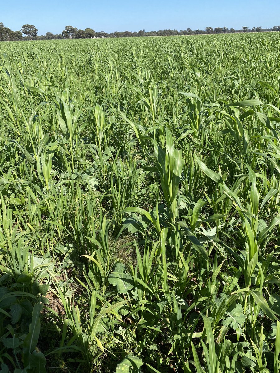 BrentRothacker's tweet photo. Winter canola with summer species here needed no irrigation this summer !
Get the benefit of extra grazing and diversity rather than monoculture canola https://t.co/K1dZGVHzBb