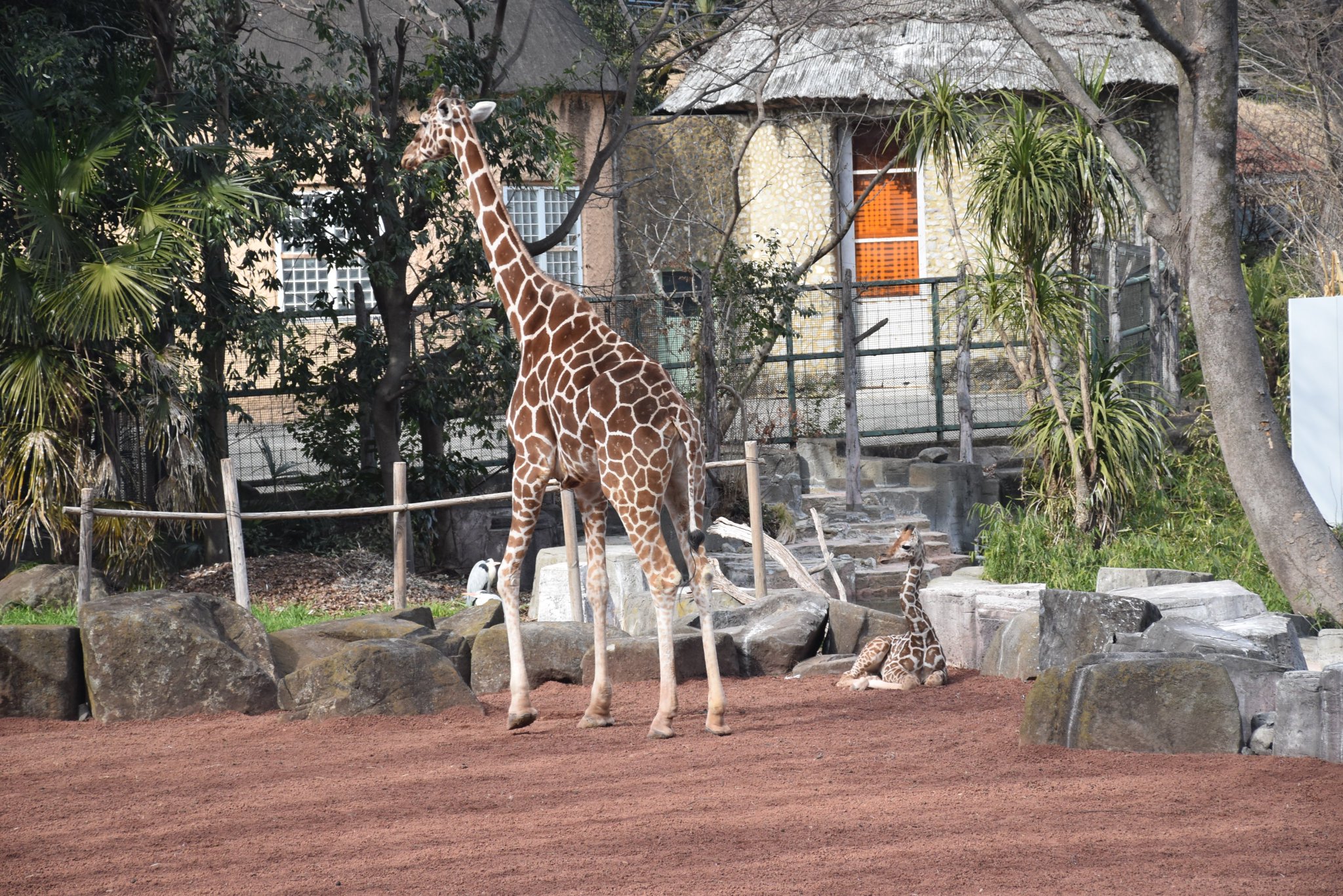 多摩動物公園 公式 座る仔キリンです 普 休園中の動物園水族館 キリン Giraffe T Co Vplsplwrak Twitter 多摩動物公園 公式 座る仔キリンです 普 休園中の動物園水族館 キリン Giraffe T Co Vplsplwrak Twitter