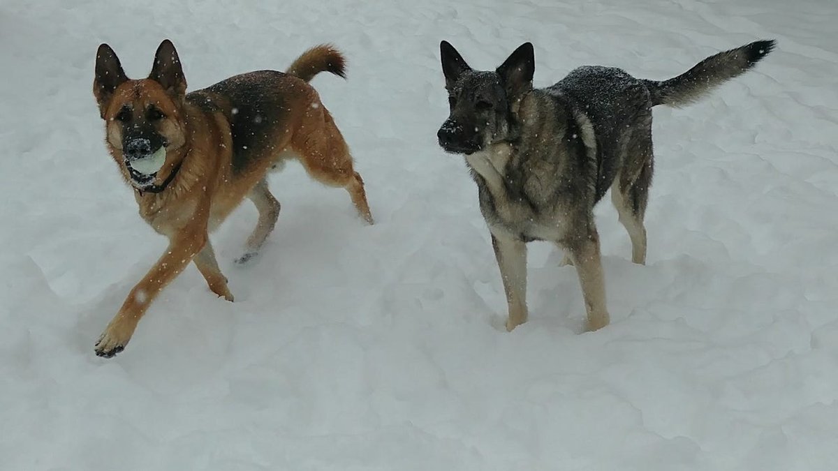 Free pet microchip, vaccine clinic available for Detroit and Dearborn residents this weekend fox2detroit.com/news/free-pet-…