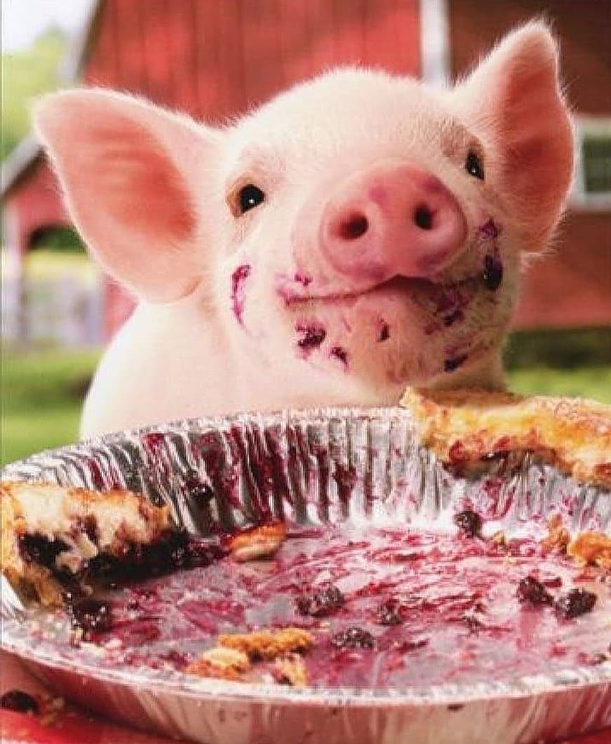 Pig's World tweet media