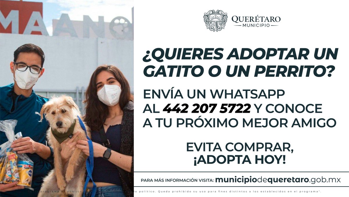 qromunicipio's tweet photo. ¿Quieres adoptar un perrito o un gatito? Envía un mensaje por WhatsApp al 4422075722, tu mejor amigo te está esperando. https://t.co/BRKfJq0WCb