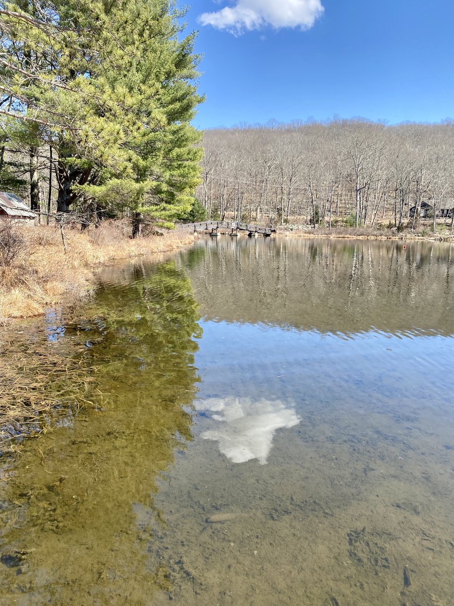 NJSOC_Friends's tweet photo. Today New Jerseyans got azure skies and warm breezes! At Lake Wapalanne, life was bustling in the pristine waters! #sofreshandclean #NJlakes #NJschoolofconservation #beautifulNewJersey #LakeWapalanne https://t.co/gyGiGIrj4Z