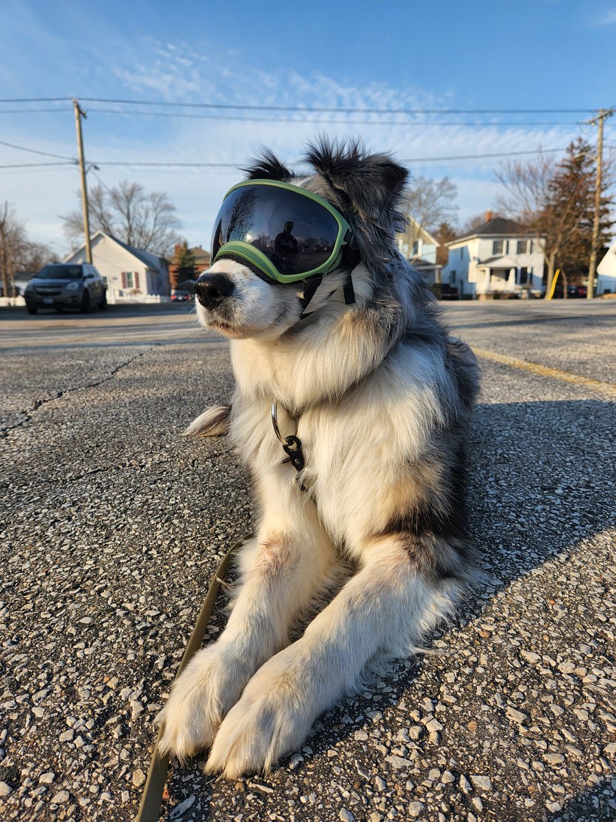 Getting ready for thorn bush season with some Rex Soec training. It's been a hot minute since we needed these guys #twitterdogcommunity #rexspecs