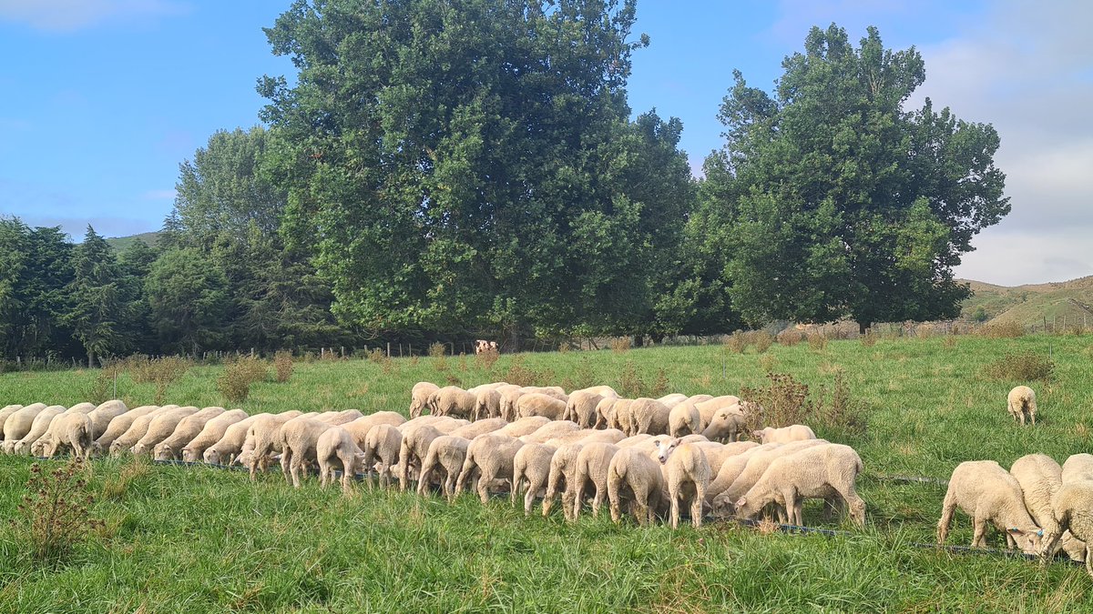 Another month with no rain in the KC... feeding out a fair bit of imported feed to try &amp; keep animals &amp; pastures in good nick.
Thankful for selling stock early and our keen, young team who are mostly staying healthy🤞🤞😁
