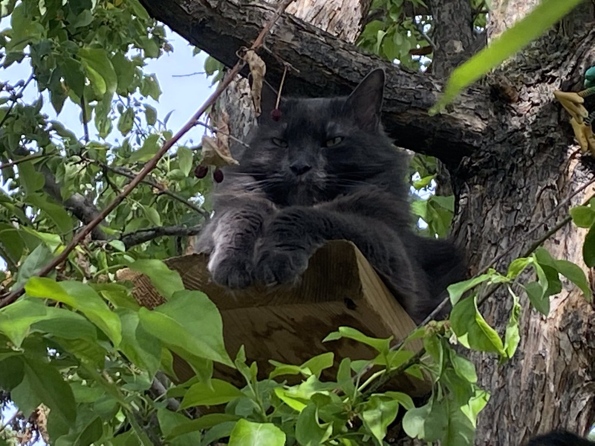 Just sitting in the tree, acting like the boss of the place! #CatsOfTwitter #cats_of_world #catswithjobs #CatsLivesMatter