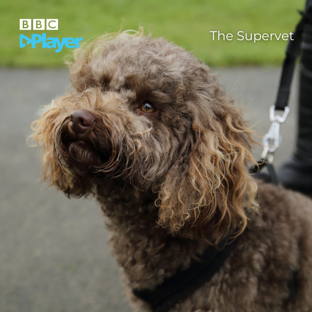 BBCPlayer's tweet image. What's new on @BBCPlayer this week? Explore coastal Britain, heartwarming pet stories, design tricks, and more!

Take your pick and watch now on BBC Player: bbcplayer.app.link/SpvKbwmUZnb

#BBCPlayer #NewReleases #WhatsNewOnBBCPlayer