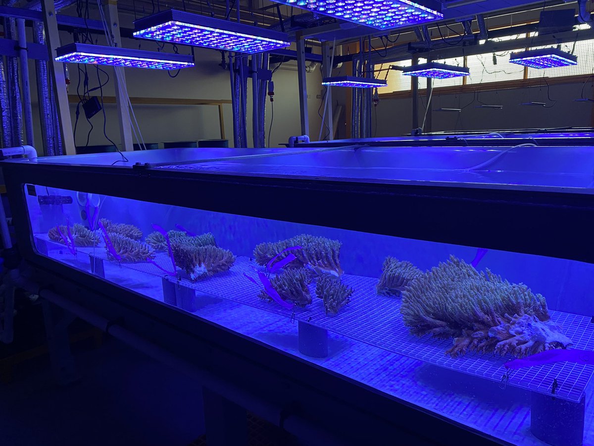 Luke Thomas tweet media