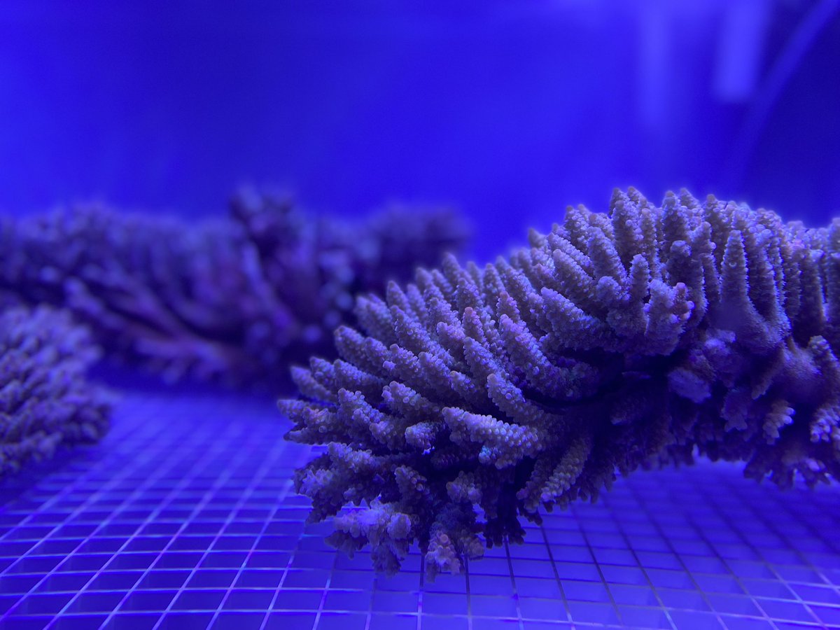 Luke Thomas tweet media