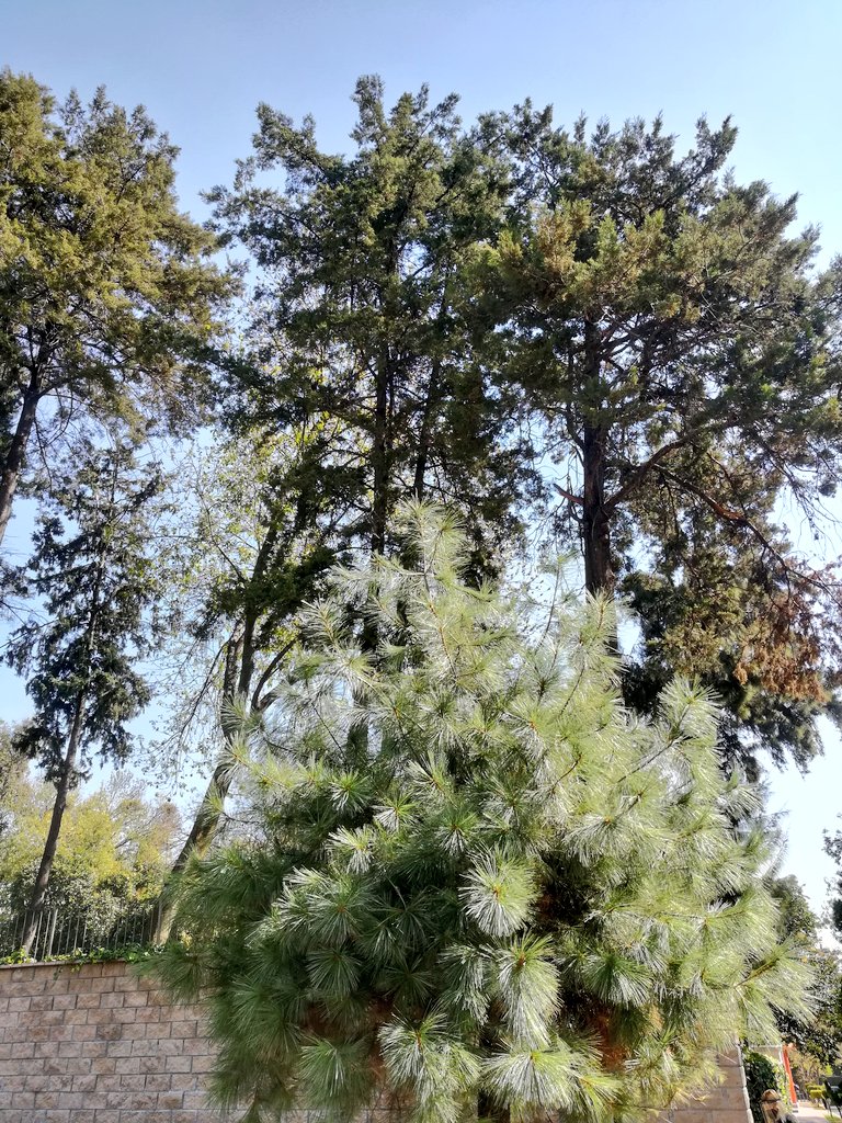 viajeras19's tweet photo. Sudar, sudar frío. 
Abrigada de escalofríos, rodeada de árboles. 

¿Algo lindo? —La naturaleza 

#Photography #photo #Viernes #nature #árbol #Cdmx #Mexico https://t.co/3Azdr95mgf