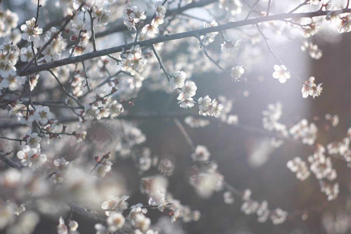 #TLを花でいっぱいにしよう #fujifilm #写真好きな人と繋がりたい #オールドレンズに恋をした #ボケフォトファン