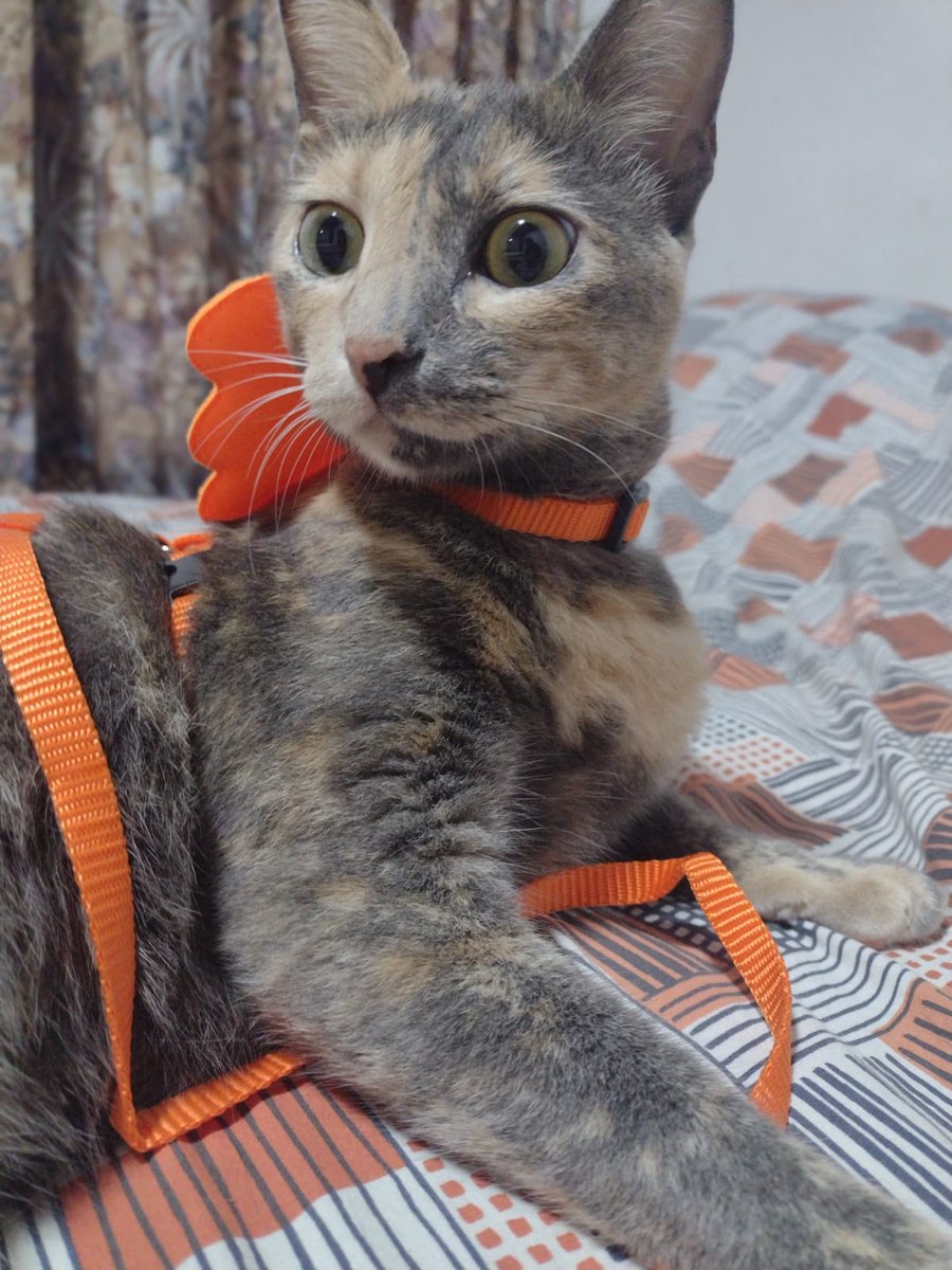 FiegeDavid's tweet photo. La nueva modelo de la veterinaria... https://t.co/ueuWAEGgL0