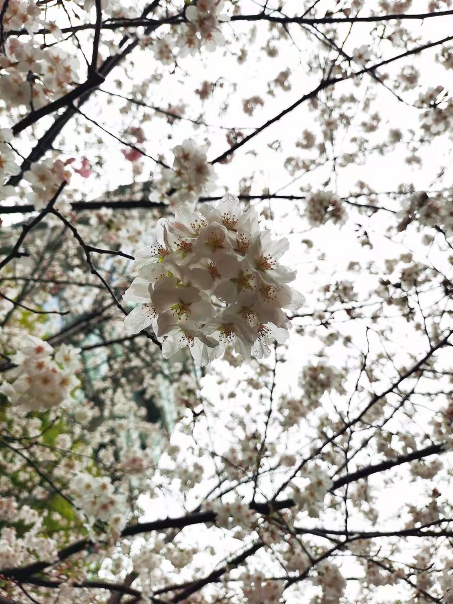 stretchceilingm's tweet photo. Cherry blossom in my neighborhood https://t.co/wesHSShxvF