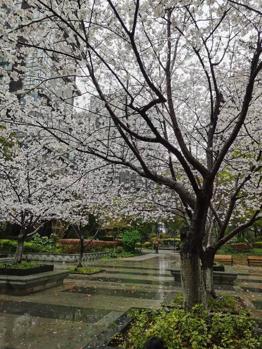 stretchceilingm's tweet photo. Cherry blossom in my neighborhood https://t.co/wesHSShxvF