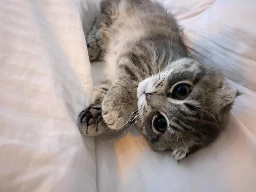 マンチカン性格は悪いしきつい オス メスの違いについてもご紹介 Catハウス