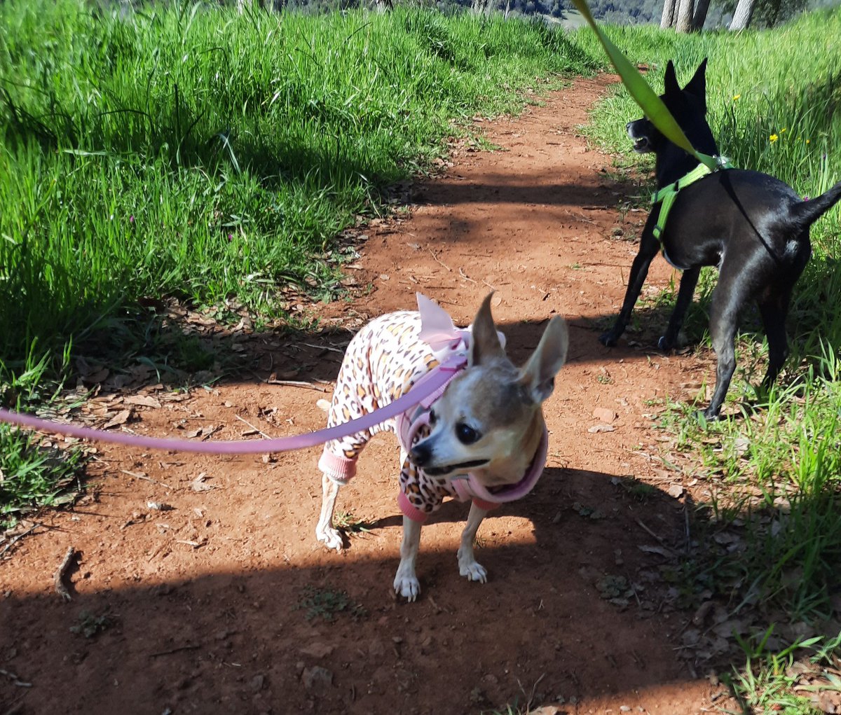 MagicDragonWolf's tweet photo. Mama took a homework break and took us to the trail today! I can't weally exercise cuz of my ❤, so we went slow and enjoyed da 🌞! It was so fun! #dogs #DogsofTwittter #AdoptDontShop #RescueDogs #SeniorDog #FridayFun @chi_squad https://t.co/GDP52ZFCq2