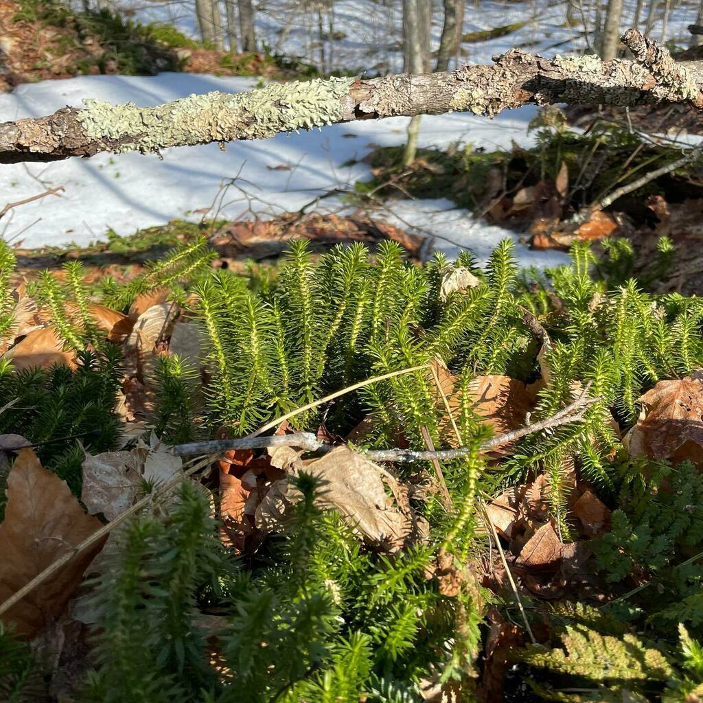 ShepardSymp's tweet photo. Life finds a way #beautyandgratitude https://t.co/bkdRT4J3cy https://t.co/y1FL7bL4s3