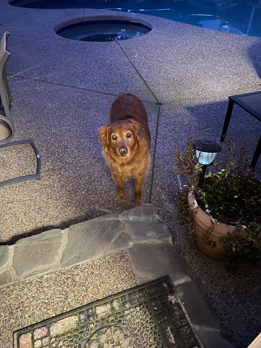 Is it pool time? Too soon? #GoldenRetrievers #Californiadogs