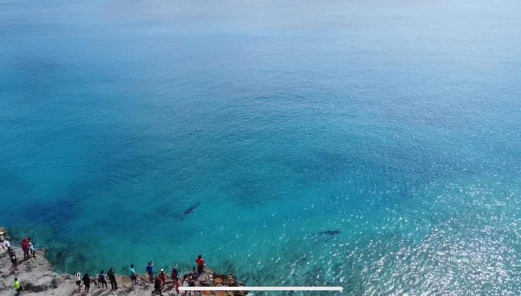 RadNalSai's tweet photo. Un drone captó los dos tiburones tigres que atacaron aún turista italiano que posteriormente murió en el hospital de San Andrés por las graves heridas que sufrió al suroeste de la isla. https://t.co/1aqN8l9LK0