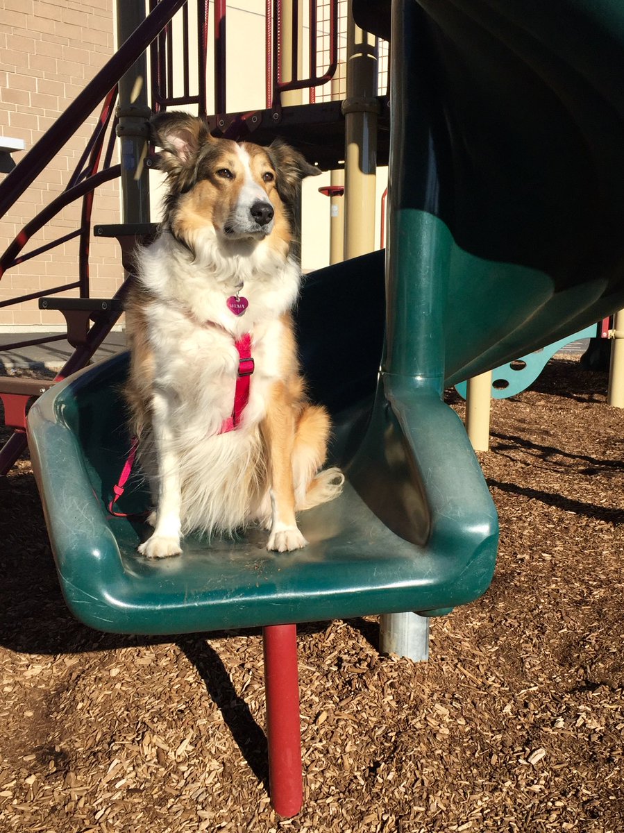 #PhotoChallenge2022March 
That was awkward - the time I waited and waited at the playground to make some friends but no one ever showed up. 
😬 #AwkwardMomentsDay #dogsoftwitter #dogs