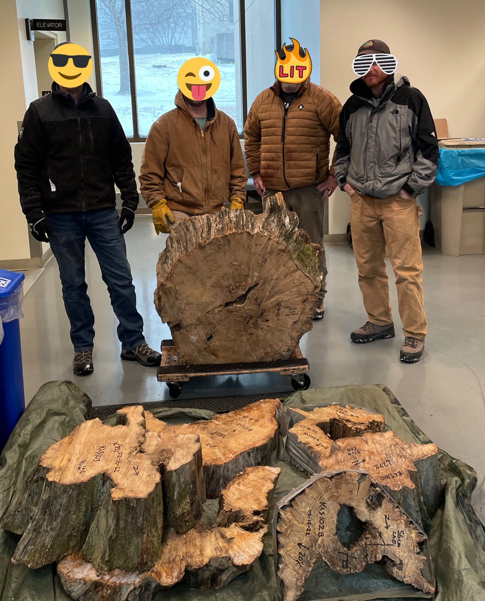 marschall_joe's tweet photo. TFW when fire scars are delivered during a big snowstorm by awesome (twitterless) fire-science coproduction partners. One of these #shortleafpine remnants from Mark Twain National Forest contains +300 rings, another 20+ fire scars ❤️ #firescarfriday https://t.co/qNeD8Gfy4X