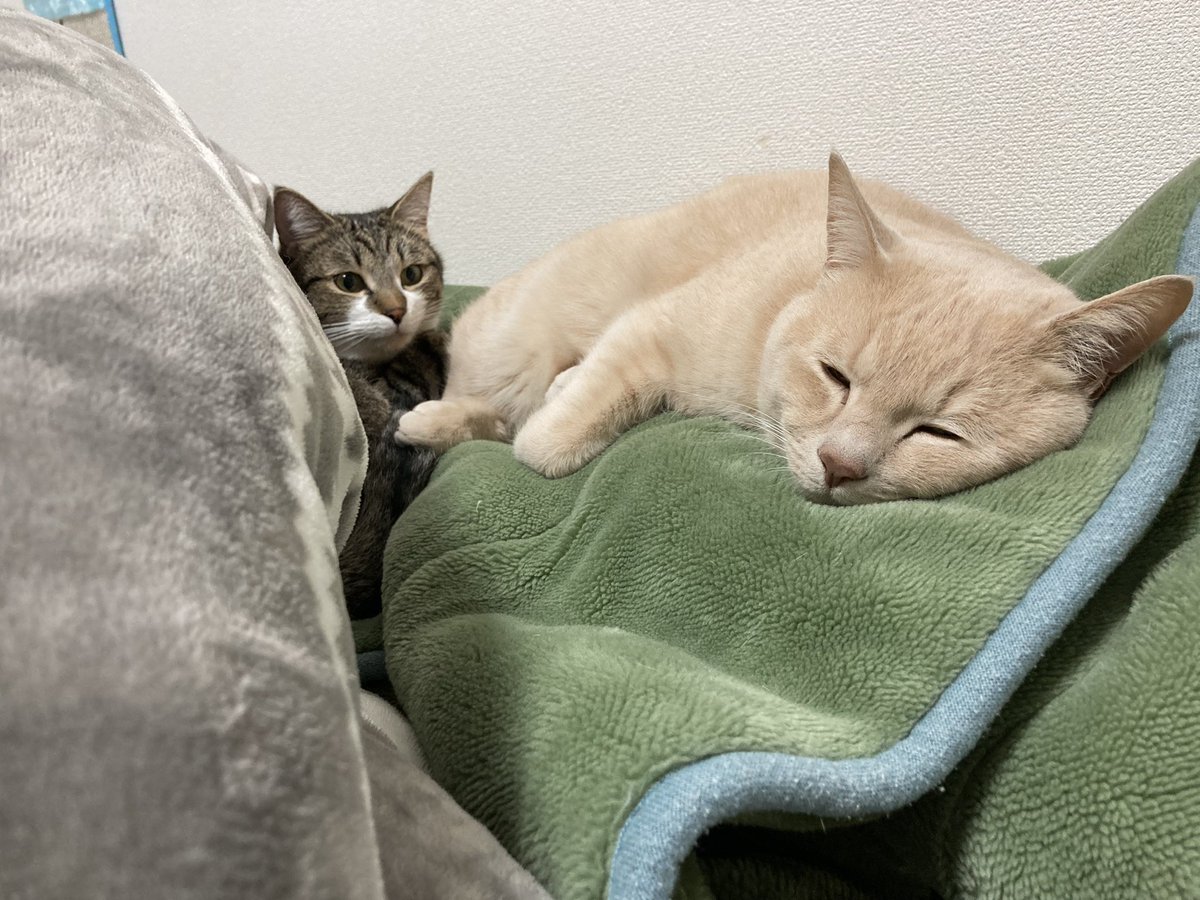 遠近法ーーー！
 #猫好きさんと繋がりたい  #ねこ  #猫のいるくらし  #猫がいる暮らし