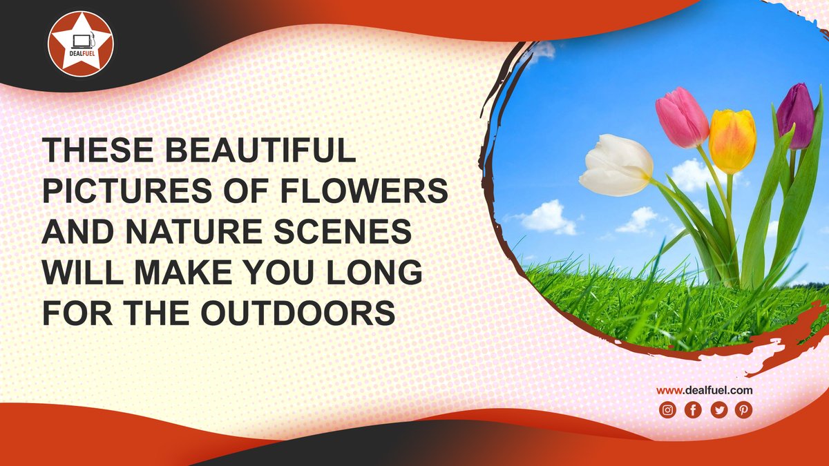 DealFuel's tweet photo. Spring Background Pictures & Watercolor Collection
These beautiful pictures of flowers and nature scenes will make you long for the outdoors. https://t.co/84gRLJiFgI
#spring #backgrounds #Colorfulbackground #wordpress #themes #springwallpapers #attractivedesign #colourfultheme https://t.co/NSmOCVu8Rt