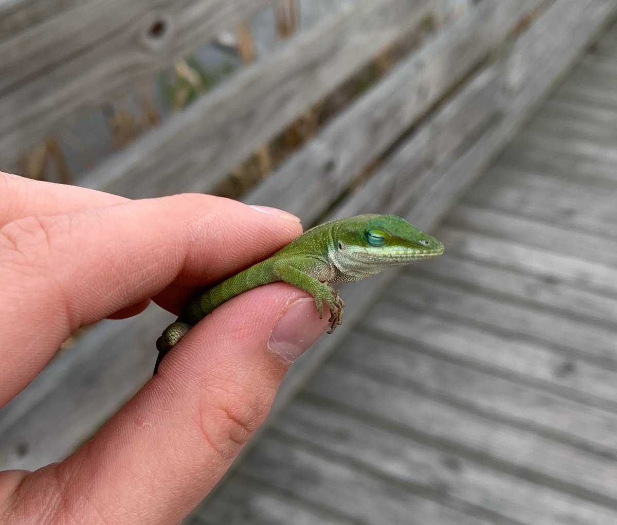 Me and my bestie I met in North Carolina 🥺 he didn’t want to leave my hand!! I felt so validated