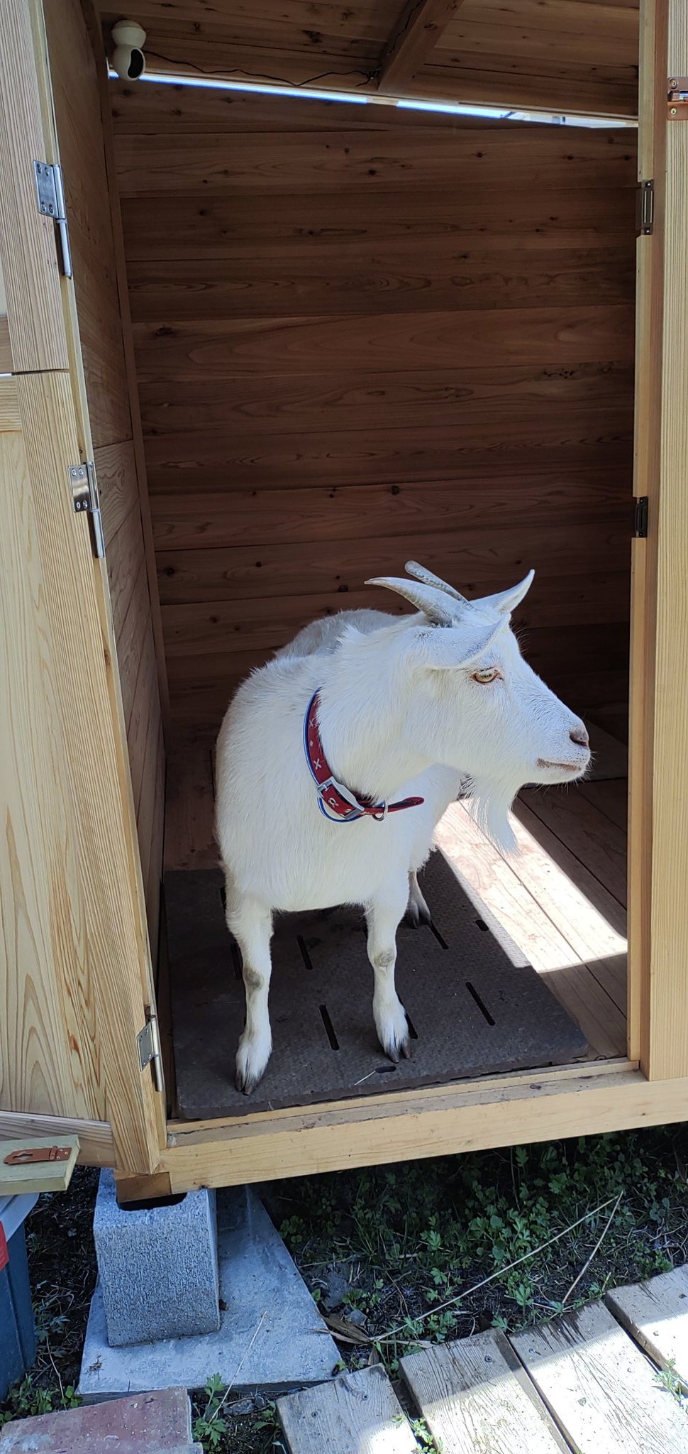 たーぼるるるwithヤギ ヤギ小屋の中の冬用寝床 木で囲ったベット をしまってもらいましたメェ 小屋の中がスッキリしましたメ ヤギ やぎ 山羊 Goat マルル Maruru 小屋in小屋 22 03 19 T Co 8tnm3cb1jq Twitter