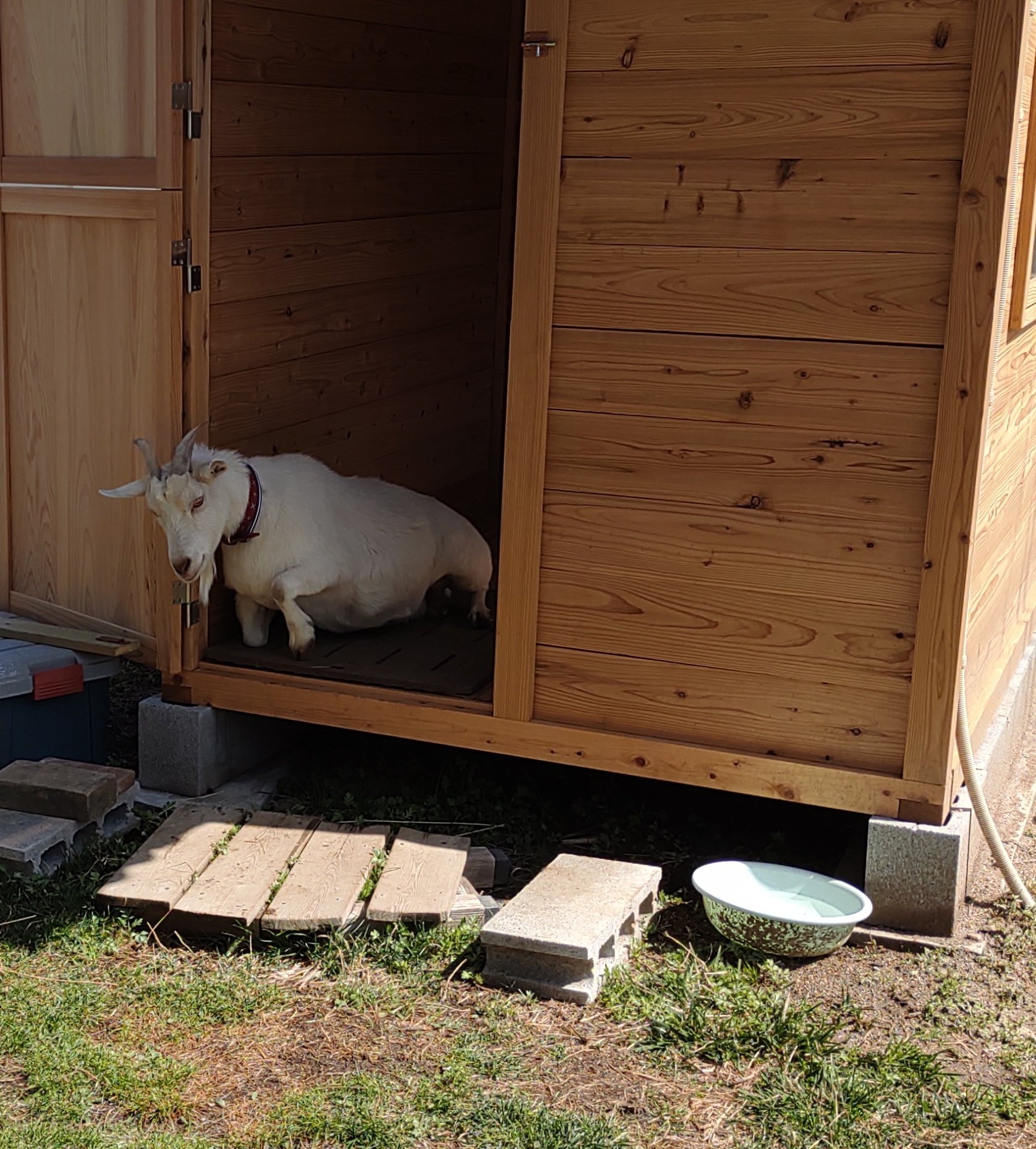 たーぼるるるwithヤギ ヤギ小屋の中の冬用寝床 木で囲ったベット をしまってもらいましたメェ 小屋の中がスッキリしましたメ ヤギ やぎ 山羊 Goat マルル Maruru 小屋in小屋 22 03 19 T Co 8tnm3cb1jq Twitter