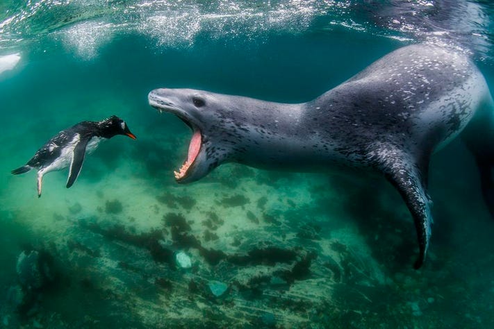 Zhou_Li_CHN's tweet photo. The grand prize of #WNPA(World Nature Photography Awards). image: a leopard seal about to capture a defenceless Gentoo penguin by Amos Nachoum from #USA.
see more https://t.co/e06URq7Bma https://t.co/BBtpxvt6Z4
