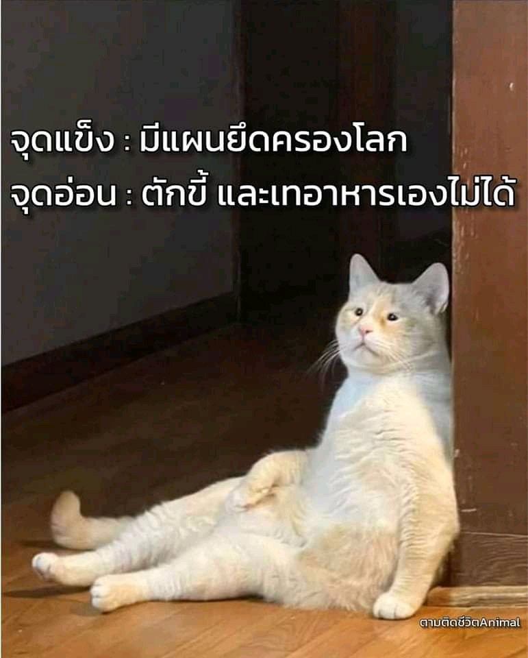 5555555555555555
#ทาสแมว
