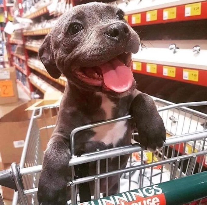 LuchoMurillo's tweet photo. @sammial @DiloConPerritos ♥️ https://t.co/Grvy9aU1R6