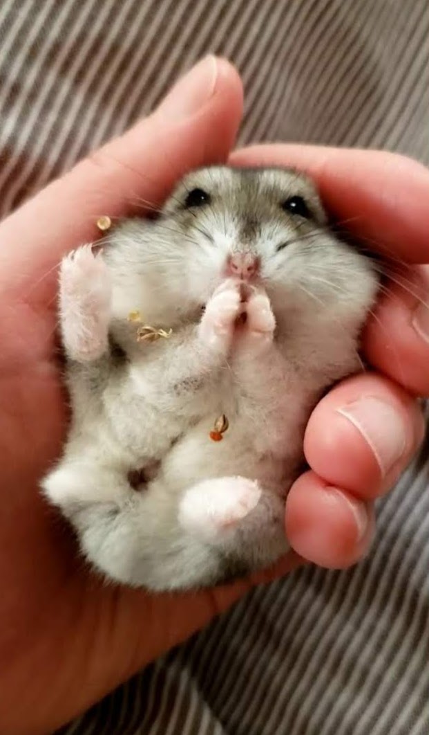 chan09615824's tweet photo. はむは私達家族の心の中で一生輝いて生き続けてくれます。生涯忘れることはありません。
今度は笑ってはむの事を話せるといいな

最後になりましたが、今まではむをたくさん可愛がって下さりありがとうございました。　皆様の温かい愛や応援を頂いていたはむは本当に幸せ者です。 https://t.co/Jn30NZ7gvO