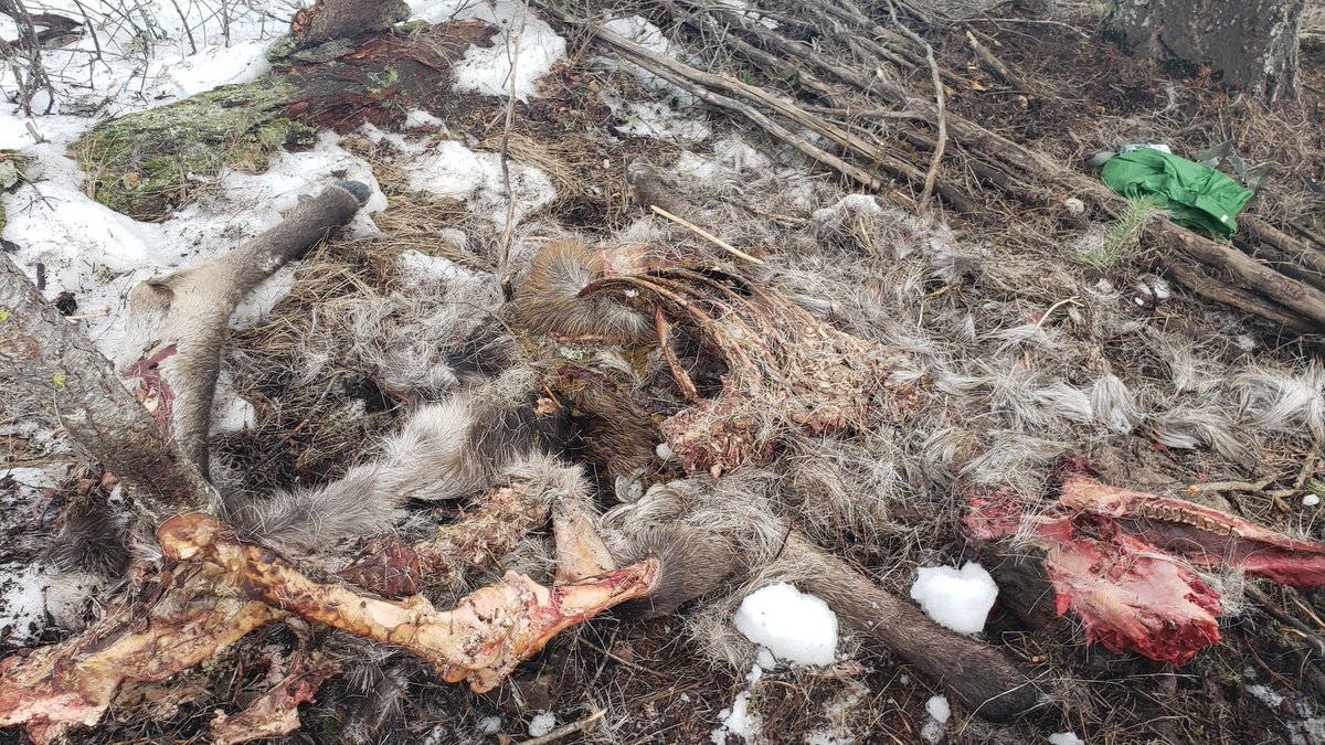 Nature_Darling's tweet photo. The cougar team had so much fun dropping in to a few kill sites today and found a cow moose and mule deer buck killed by a mating pair of collared cougars! #Heliday #SBCcougars #WiRElab https://t.co/HmSAfDBUyF