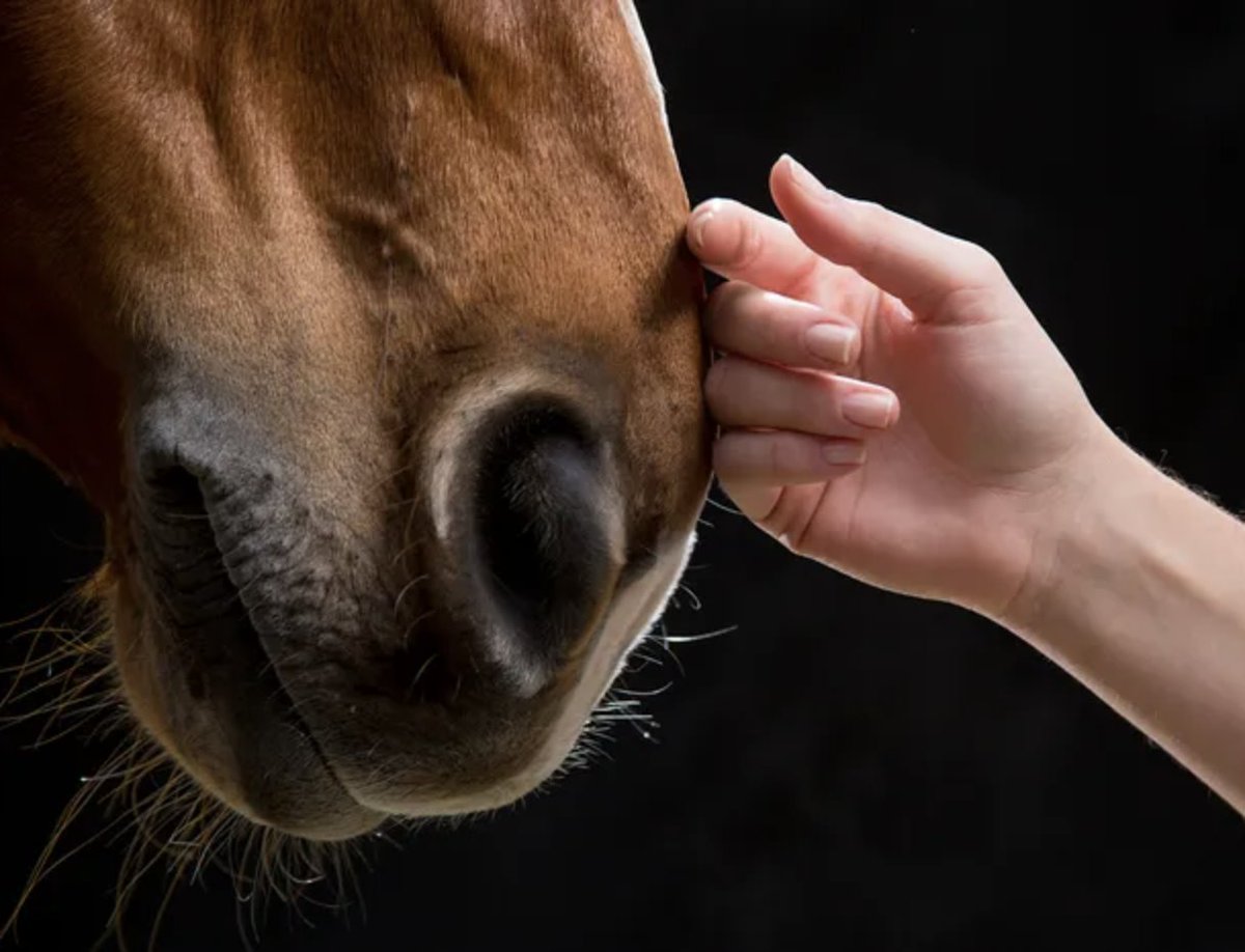 twohearts_horse's tweet photo. 🙂This is fascinating....
::
"Emotions that have long been held within the body, and are essentially stuck and unable to move forward, are now being released."🌼
::
https://t.co/NBvBA9vRSp
::
#ptsd #trauma #therapy #horsetherapy #hope #healing #horses #arizonayouth #givehope https://t.co/tFrts9KCNX