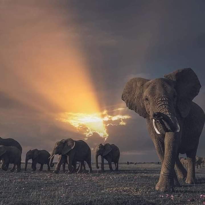 WorldNatGeo's tweet photo. Esta fotografía es maravillosa!!! 💛💛💛 https://t.co/x706Nkl4Rw