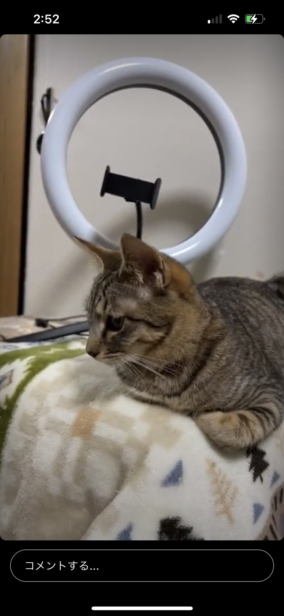 アオネコ Aoneco 保護猫支援 Aoneco Project Twitter