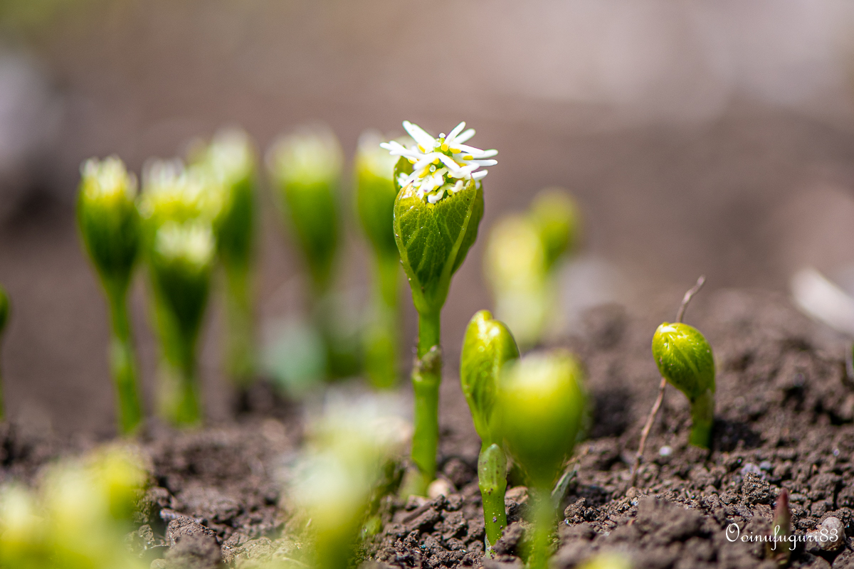 ヒトリシズカ Twitter Search Twitter