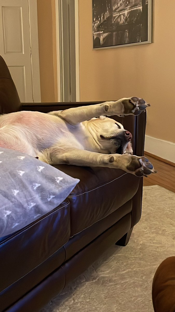 LTJansman's tweet photo. Sleepy piggy. He wasn’t ready for the German takeover. #parentsintown https://t.co/9sZKvia4QZ