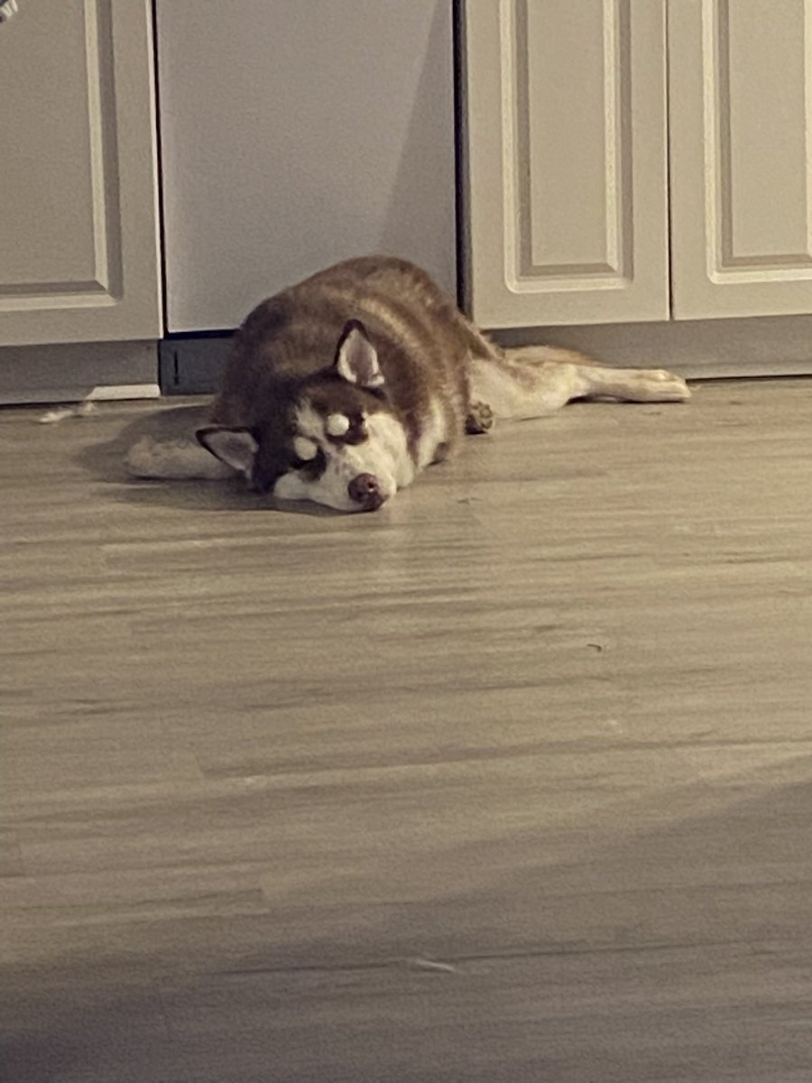 Kalifoot_96's tweet photo. @BuschBeer #BuschBarkBracket #Contest https://t.co/J2a7sBlewK