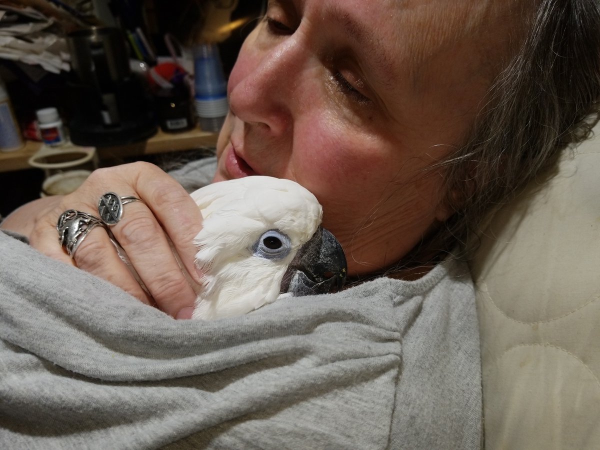 The Gryphon King, Larry Dixon tweet media