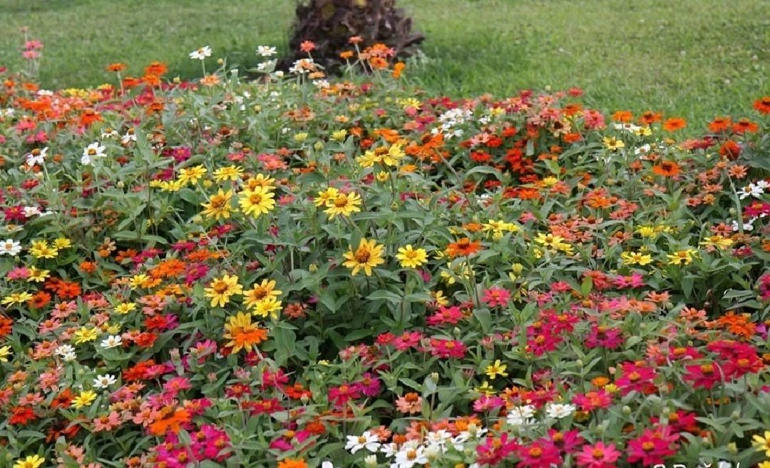 Bir bahçede hep aynı çiçekten varsa O bahçe güzel olmaz...
Sen ,ben,o varız  diye ,
güzel o bahçe...
Koparma farklı çiçekleri...
 Kalsın renkleriyle kokularıyla...
Gün aydın umuda🤲🌹🦋