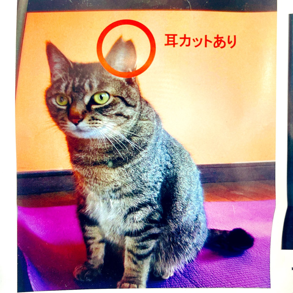 Ataru8114's tweet photo. 現場のスタッフさんの猫が
熊谷市野原 文殊寺 付近の自宅から3月7日に脱走してしまったそうです😫

ミートくん見つかりますように🥺🥺🥺

特徴に当てはまる猫の情報ある方は連絡してあげて下さい🥺🥺🥺 https://t.co/W5zrshjtfr