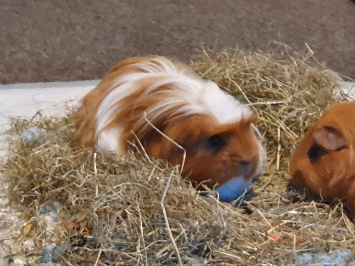 gp_gsd's tweet photo. Fudge - Another quick catch up with Red at the hay bale, she looks totally involved in whatever he's saying lol 🤣🥰 https://t.co/rzd5l9e8FJ