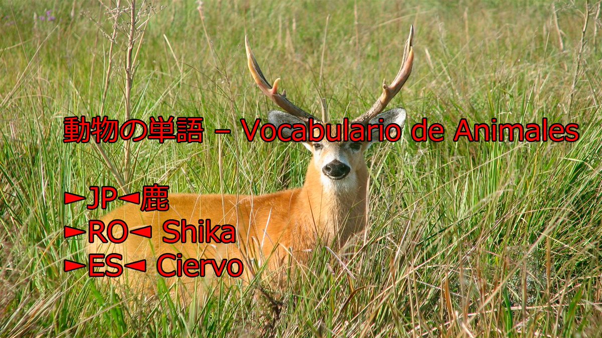 teshimide's tweet image. Aprender japonés es fácil y divertido.
@teshimide