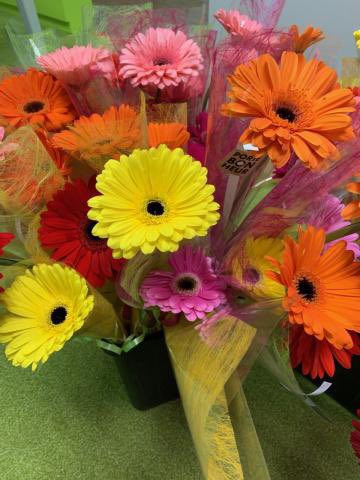 Manac’h Katell tweet media